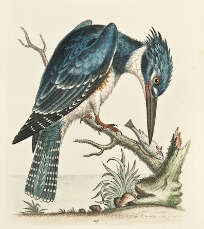 Edwards American Kingfisher