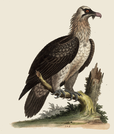edwards the bearded vulture