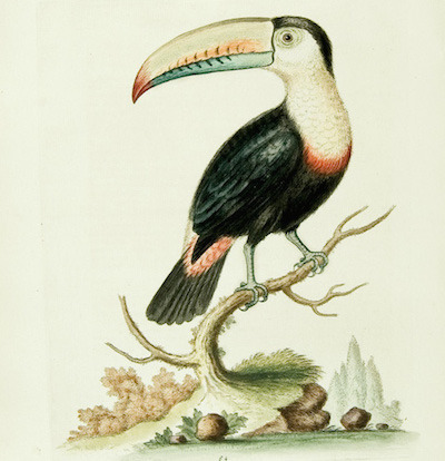 Edwards The Toucan or Brazilian Pye