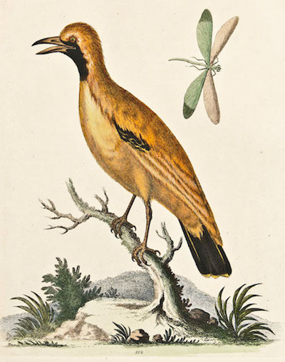edwards_golden_bird_of_paradise_1