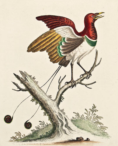 edwards_king_bird_of_paradise_1