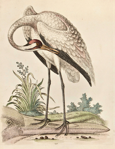 edwards_whooping_crane_1