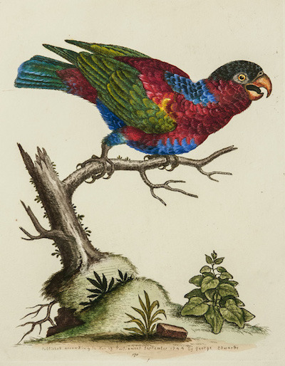 edwards-black-capped-lory_1