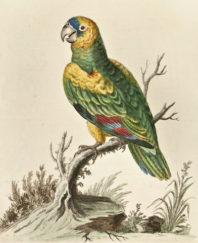 edwards-green-parrot-west-indies_1