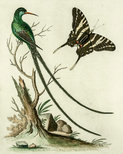 edwards-longest-tailed-humming-bird_1