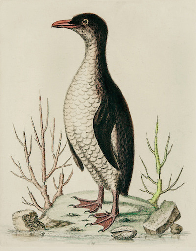 edwards-penguin_1
