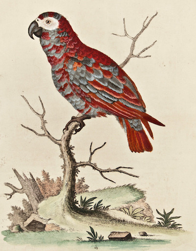edwards-red-african-gray-parrot_1
