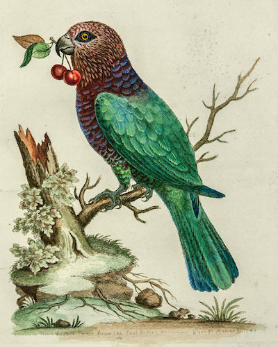 hawk-headed-parrot_1