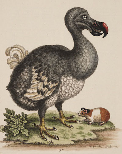 The_Dodo_and_the_Guiney_pig