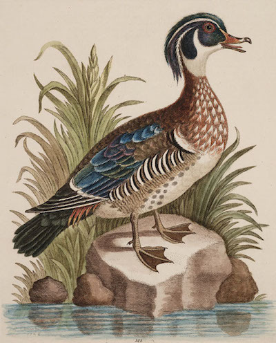 The_Summer_Duck_Of_Catesby