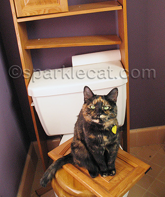 Bathroom cabinet fail. Binga mocks my human