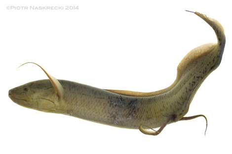If you think that this looks like walking that’s because it is. Lungfish use their pelvic fins in a way very similar to that of a tetrapod’s legs – the distal part of the fin becomes a “foot” and the fins produce both walking and bounding motions.