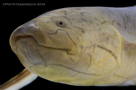 A portrait of the Southern African lungfish (Protopterus annectens brieni) from Gorongosa.