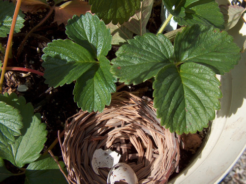nest in strawberries HPIM0775