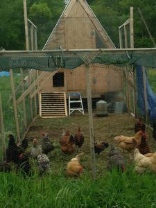Chickens
