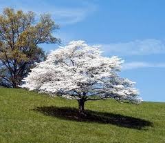 White Dogwood