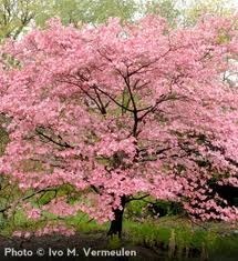 Pink Dogwood