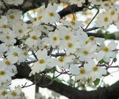 Dogwood Blossoms