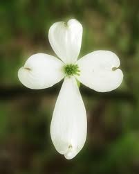 Dogwood Blossom