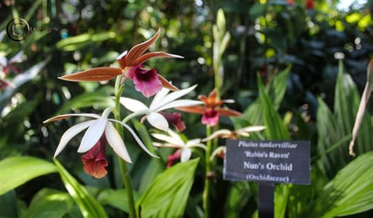 This Nun's Orchid may seem simple to some but in real life this was really a pretty special little largely terrestrial plant.