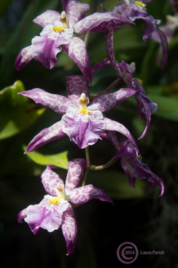 A lot of us are familiar with the Moth Orchids, or Phalaenopsis, but how aware are you that the star-like shape is also pretty prevalent. For example in Zygopetalums & Oncidium Alliance.