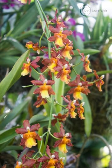 I love how FLORIFEROUS Oncidiums can be! I can't wait to have my own. :-)