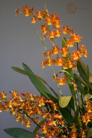 This Orchid and the previous one were in the lobby areas outside the various greenhouse rooms. They were in baskets of sorts that were mounted in the various columns.