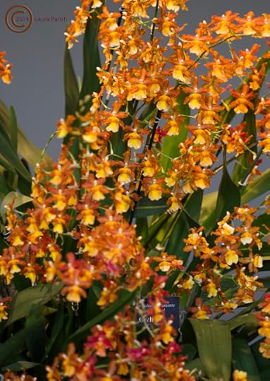 Here's another part, a bigger view of the previous Orchid. It was a huge, beautiful plant. Whoever wound up with this is happy and proud!