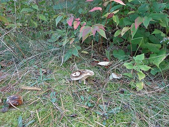 a stout sturdy mushroom