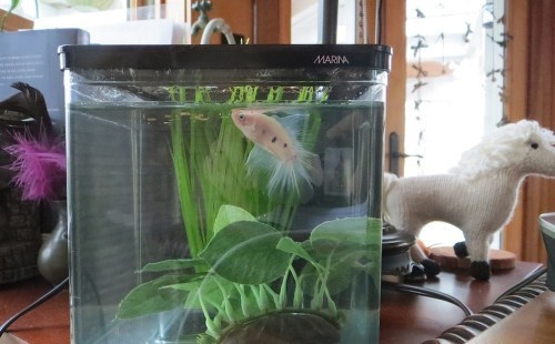 MrFish5