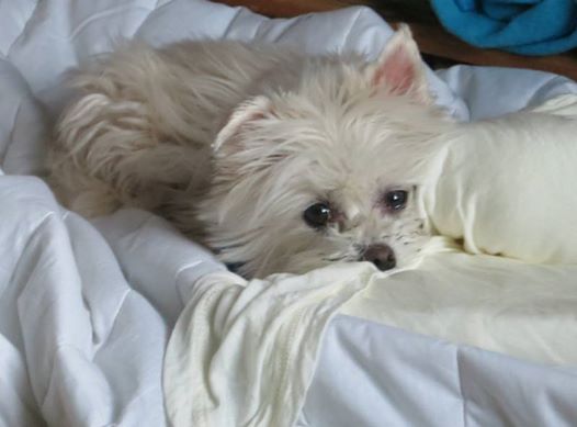 Photo: My daughter is coming home for the weekend. I got out the mattress pad to make up her bed, and someone curled right up on it. He misses his girl, too.