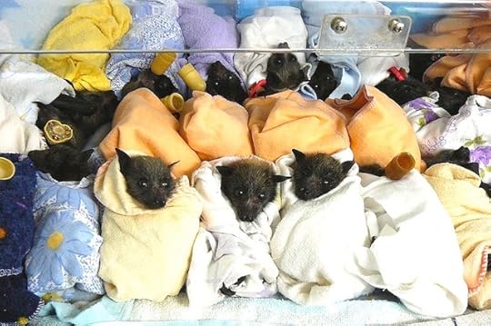 Bat Babies