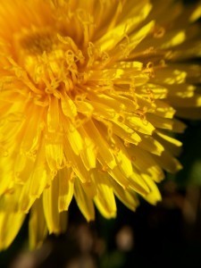 dandelion
