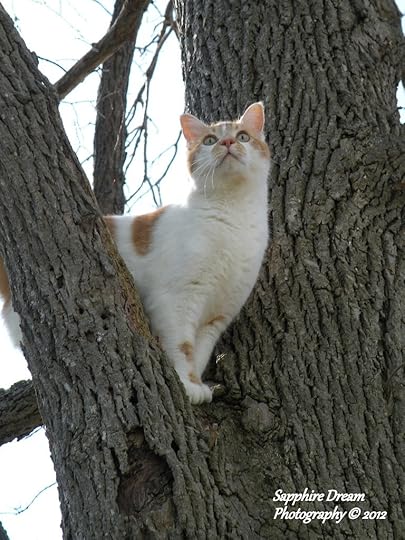 CatInTree-SaphireDream