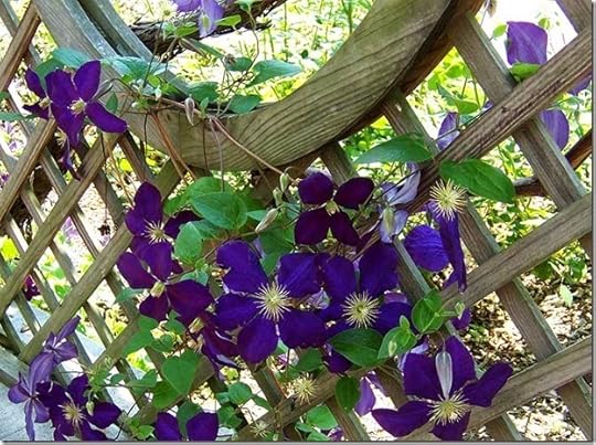 Clematis_1