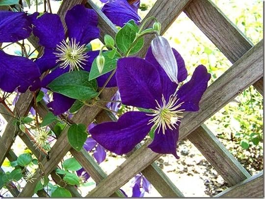 Clematis_2