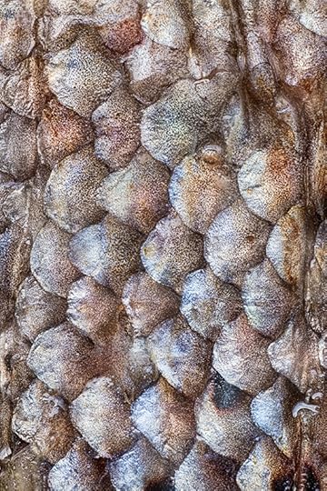 Scales © Harold Davis