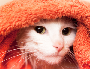 cats_and_water