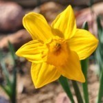 Daff1