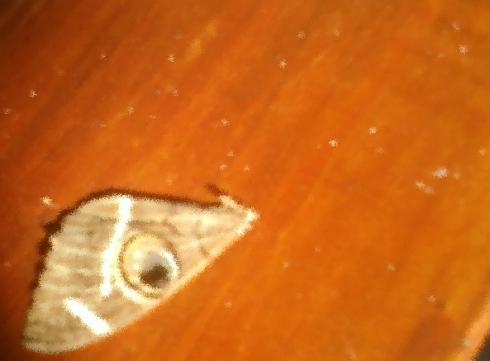 moth wings blurred up