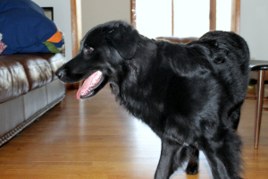 Edgar is happy when Bear is around.