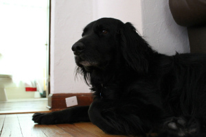 Bear, who stayed with us for a week while his person traveled.