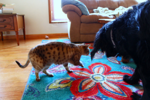Kali and Bear go on adventures.