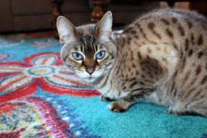 Kali.
