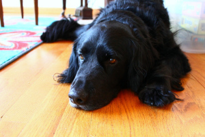 Bear, lying down.
