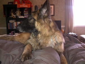 Jake on top of hub's new knee, of course.