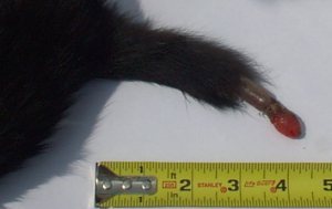 tuttail08-14