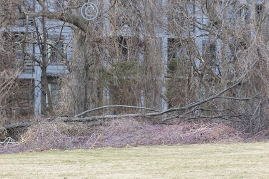 Intensifying purple of the raspberry vines