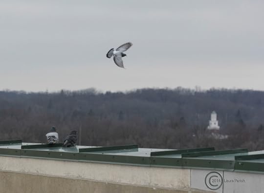 Pigeon in flight above another pair