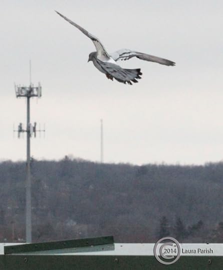 sgl pigeon coming in for landing 